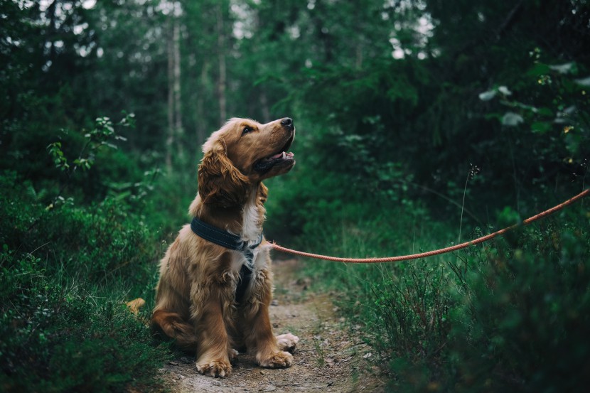 酷迪寵物用品|出門必帶牽引繩！狂犬病知識掃盲區(qū)