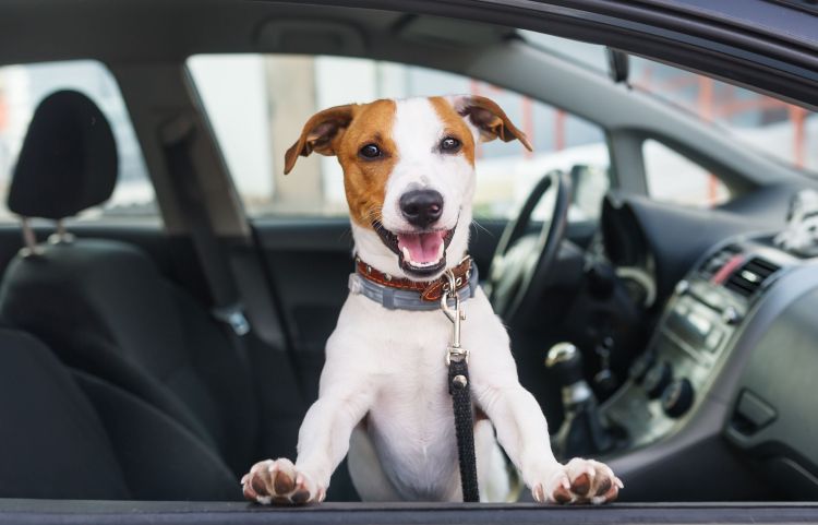 dog in a hot car